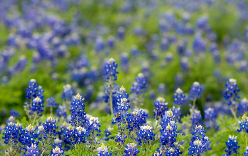 Texas bluebonnets